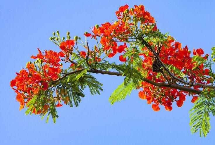 20 Áng thơ đặc sắc nhất về hoa phượng - Ký ức học trò