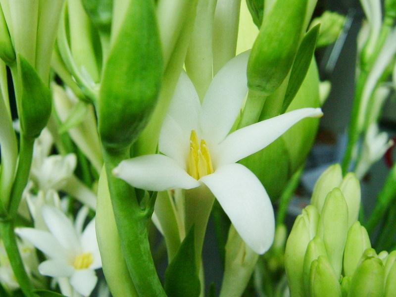 Top 20 Bài thơ đặc sắc nhất về hoa loa kèn mùa tháng tư