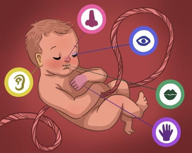 3 Bí Quyết Vàng Giúp Thai Nhi Phát Triển Khả Năng Giao Tiếp và Cảm Nhận Từ Trong Bụng Mẹ