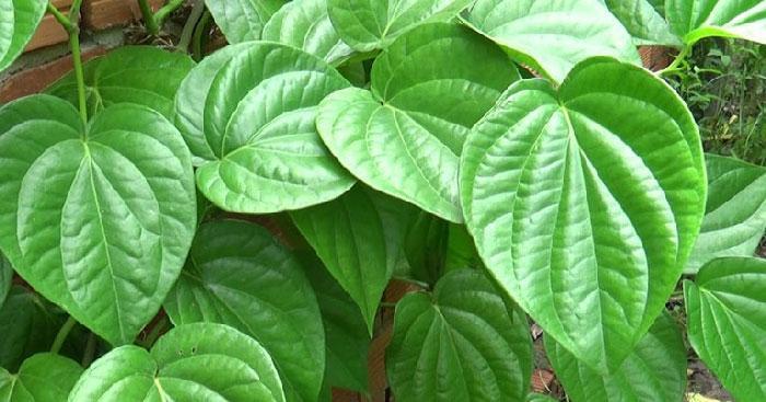 Tuyển tập 11 bài phân tích sâu sắc bài thơ 'Đánh thức trầu' (Ngữ văn 6) - Những góc nhìn tinh tế nhất