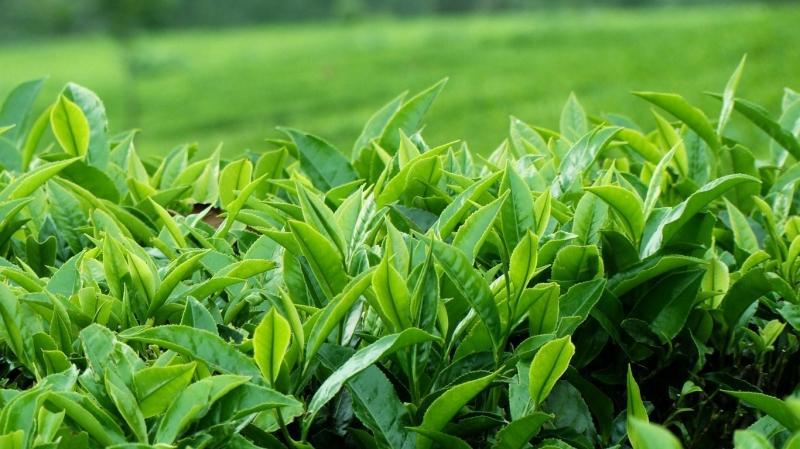 10 bí quyết đánh bay rôm sảy an toàn và hiệu nghiệm