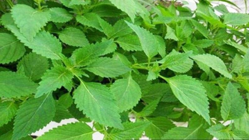 13 Bài Thuốc Dân Gian Đánh Bay Bệnh Vảy Nến Hiệu Quả