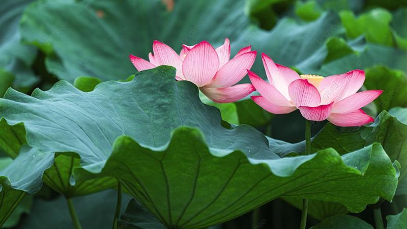7 áng tản văn xuất sắc nhất khắc họa vẻ đẹp Hồ Tây