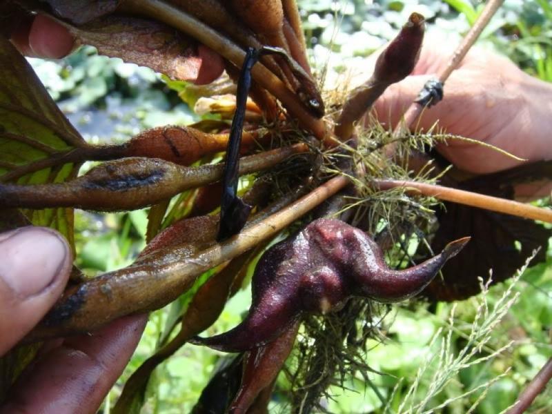 10 Bài thuốc dân gian từ củ ấu tươi - Cây nhà lá vườn chữa bệnh hiệu quả