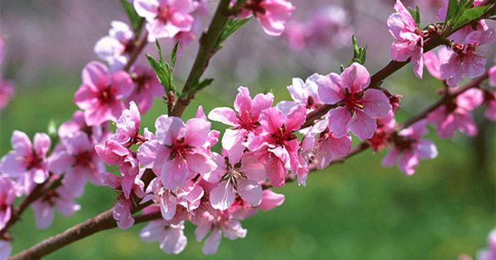 23 Áng thơ xuân tuyển chọn - Hành trình thơ du xuân