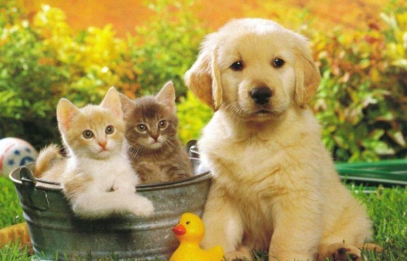 5 Thắc Mắc Ngây Ngô Của Trẻ Về Thú Cưng Và Lời Giải Đáp Từ Khoa Học