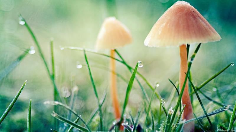 10 Bài phân tích ấn tượng nhất về thi phẩm "Chiều xuân" của nhà thơ Anh Thơ