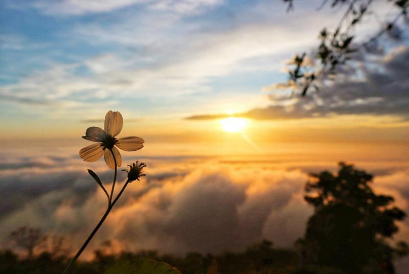 5 Bài soạn ấn tượng nhất về chủ đề "Thiên nhiên và con người" trong tác phẩm Đất rừng phương Nam (Ngữ văn 7 - SGK Cánh diều)
