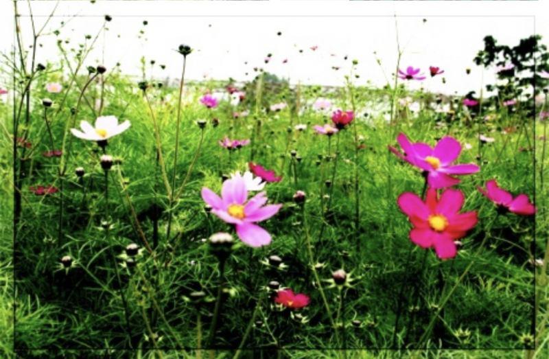 20 Áng thơ tinh tuyển của thi nhân Nga Vũ