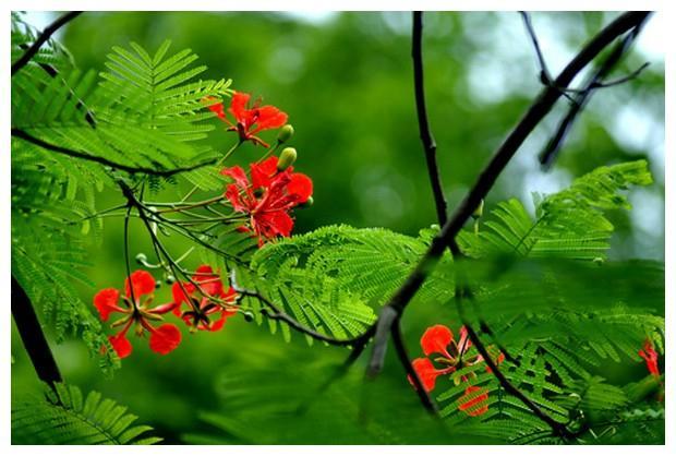 20 Bài Thơ Đặc Sắc Về Loài Hoa Gợi Hương Hè