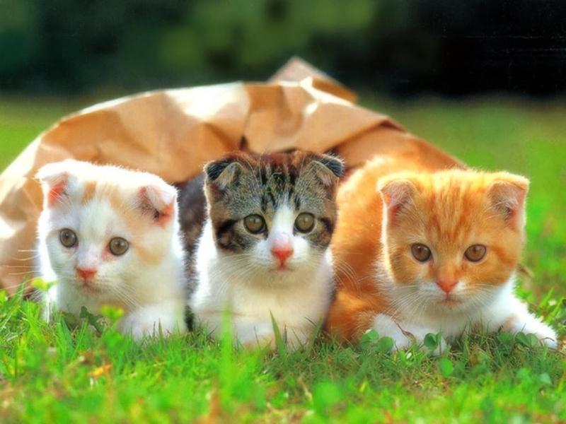 17 Bài văn mẫu tả chú mèo sinh động và ấn tượng nhất