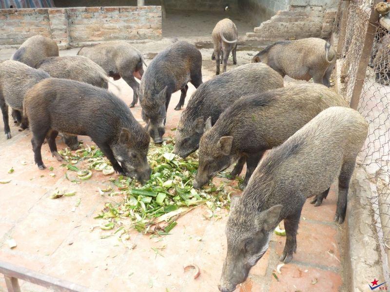10 Ý Tưởng Khởi Nghiệp Thành Công Tại Nông Thôn Dành Cho Người Muốn Làm Giàu