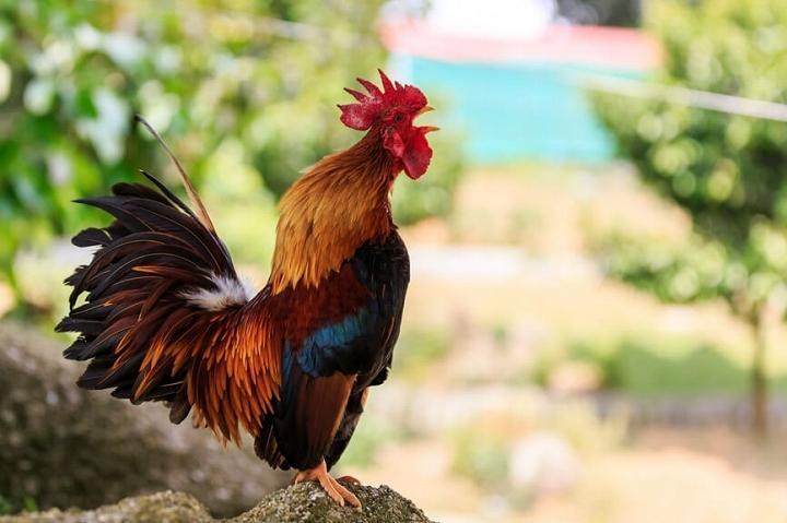 Top 13 Bài văn mẫu tả chú gà trống sinh động nhất