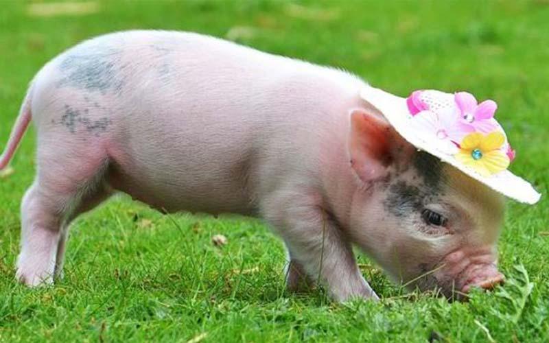 10 Dàn ý ấn tượng nhất cho bài văn thuyết minh về loài vật nuôi yêu thích
