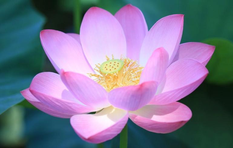 20 Áng thơ tinh tuyển về loài hoa thanh khiết - Hoa Sen