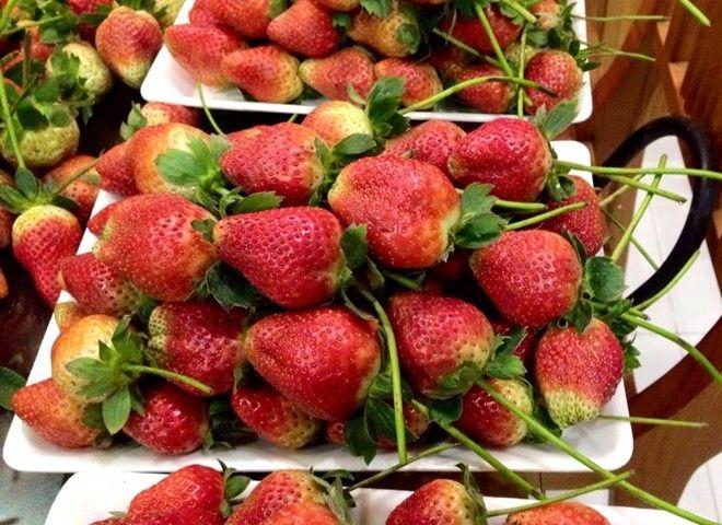 Top 11 vườn dâu Đà Lạt 'hot' nhất đốn tim giới trẻ
