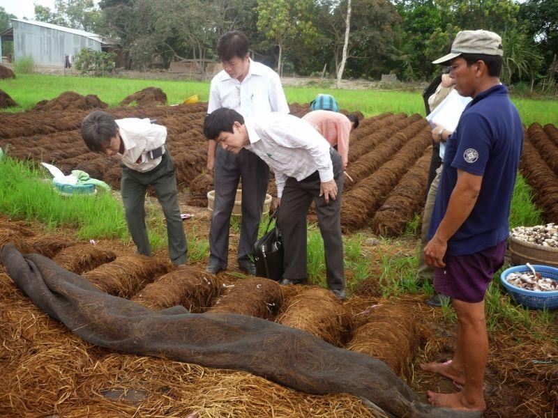 5 Bí quyết vàng trong quy trình trồng nấm rơm đạt hiệu quả cao