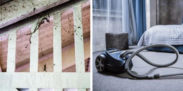 9 Cách Đuổi Nhện & Côn Trùng Tự Nhiên - Hiệu Quả Bất Ngờ