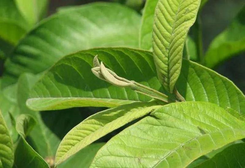 7 Phương Pháp Tự Nhiên Đẩy Lùi Sâu Răng Ngay Tại Nhà