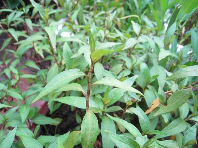 10 phương pháp trị hắc lào tận gốc hiệu quả vượt trội