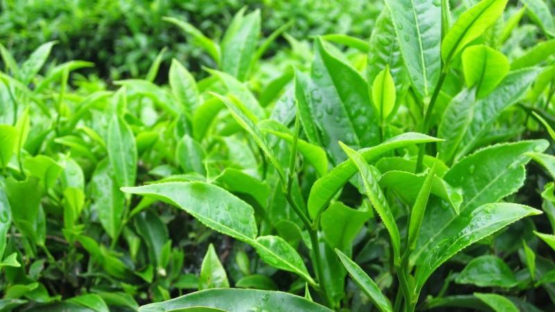 10 bài thuốc ngâm chân đánh bay phong tê thấp hiệu quả hàng đầu