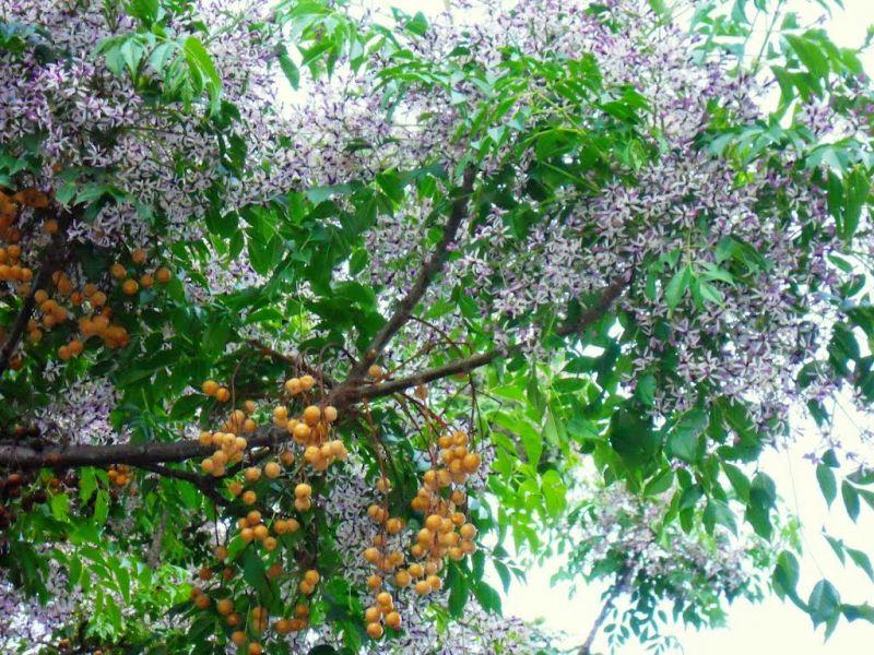 6 Loại Lá Tắm Trị Thủy Đậu Hiệu Quả - Bí Quyết Dân Gian Cho Mẹ