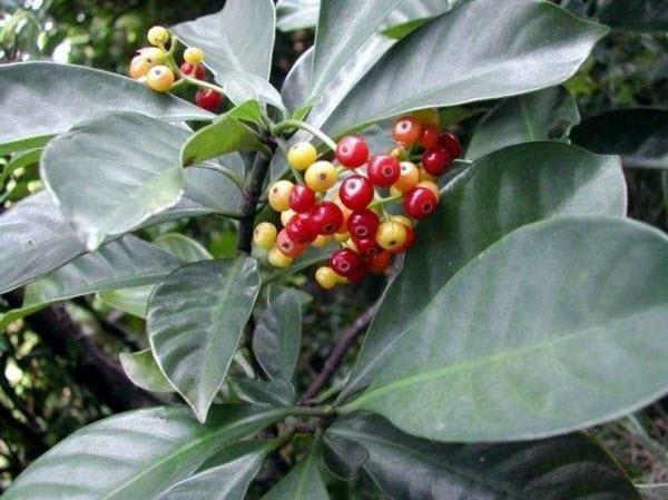 10 Giải pháp thiên nhiên hàng đầu đẩy lùi viêm nhiễm phụ khoa an toàn