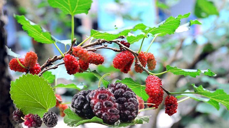 6 Bí Quyết Dân Gian Giúp Bé Hết Mồ Hôi Trộm Hiệu Quả