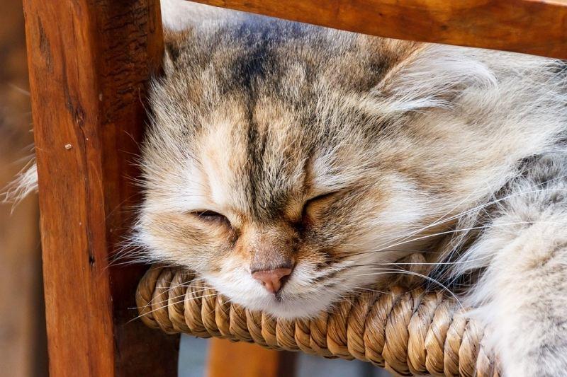 10 Bí Mật Thú Vị Chỉ Người 'Lười Thông Minh' Mới Sở Hữu