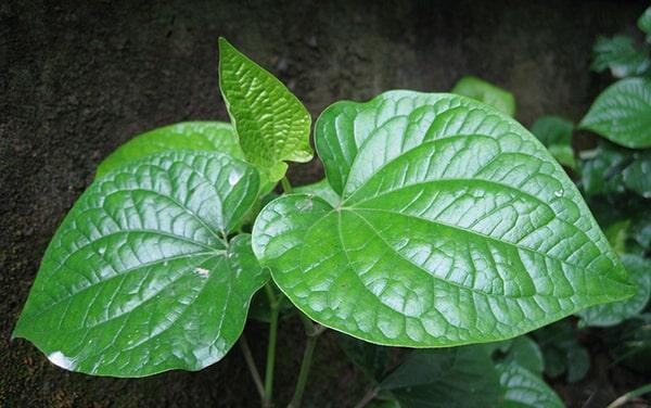 10 Phương Pháp Điều Trị Á Sừng Tại Nhà An Toàn, Hiệu Quả Nhất
