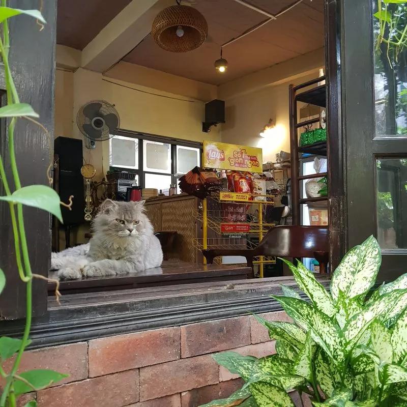 Top 9 điểm đến cà phê thú cưng đáng yêu nhất Hà Nội dành cho team yêu động vật