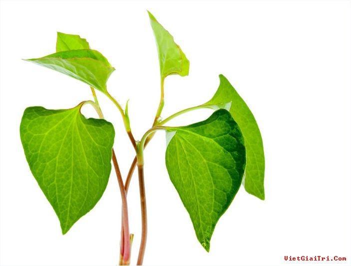 12 tác dụng đáng kinh ngạc của rau diếp cá - Thần dược từ thiên nhiên