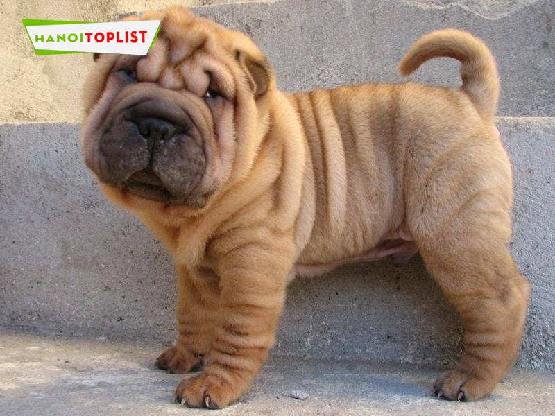 6+ địa chỉ mua chó Sharpei Hà Nội chất lượng khiến bạn 'đổ gục'