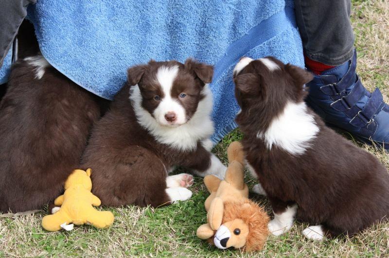 6 Địa chỉ đáng tin cậy nhất để sở hữu chó Border Collie tại Hà Nội