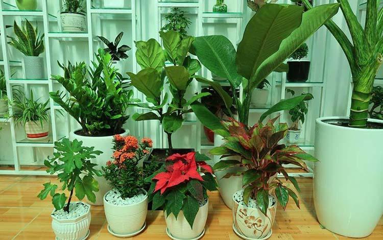 Top 10 địa điểm cung cấp cây xanh văn phòng đẹp - chất lượng với giá thành phải chăng nhất TP.HCM