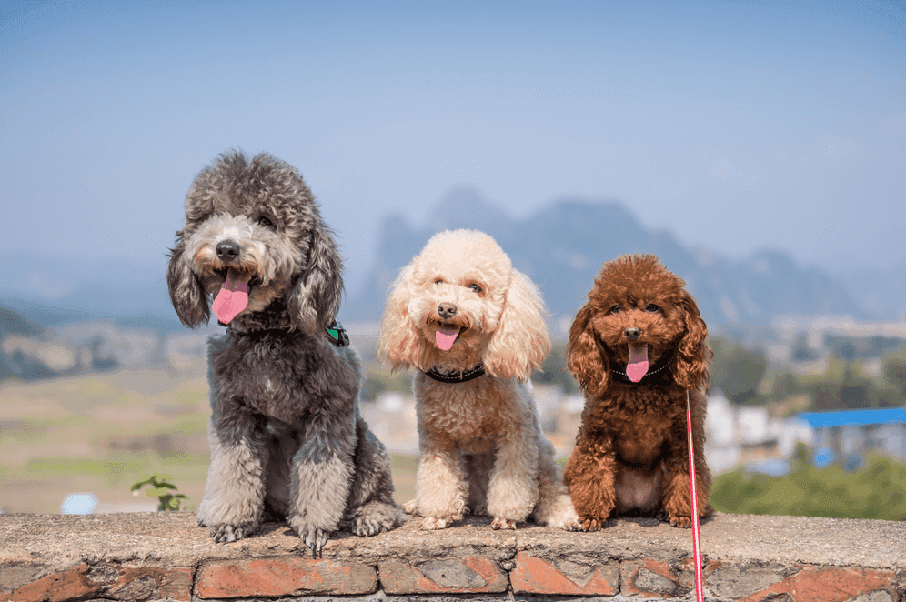 5 địa điểm đáng tin cậy nhất để sở hữu chó Poodle tại TP.HCM