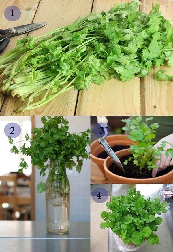 13 Loại Rau Củ Dễ Trồng Tại Sân Thượng Nhà Phố - Xanh Mát Không Gian Sống