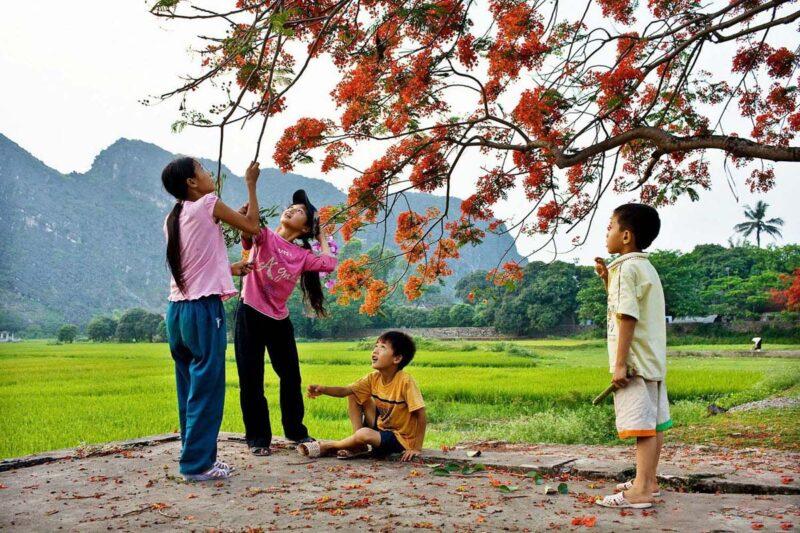 12 Áng thơ xuất sắc nhất về mùa hoa phượng đỏ