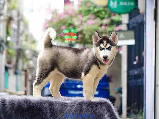 Top 5 địa điểm bán chó Husky tại TP.HCM đáng tin cậy được nhiều người săn đón