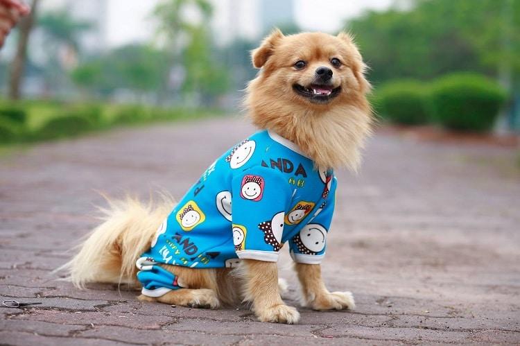 10 địa chỉ mua phụ kiện thú cưng chất lượng nhất tại TP.HCM