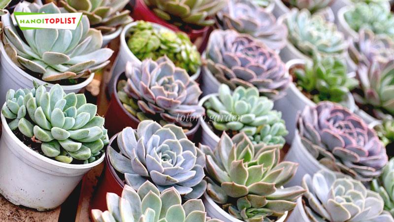 Top 10 cửa hàng sen đá đẹp và chất lượng tại Hà Nội