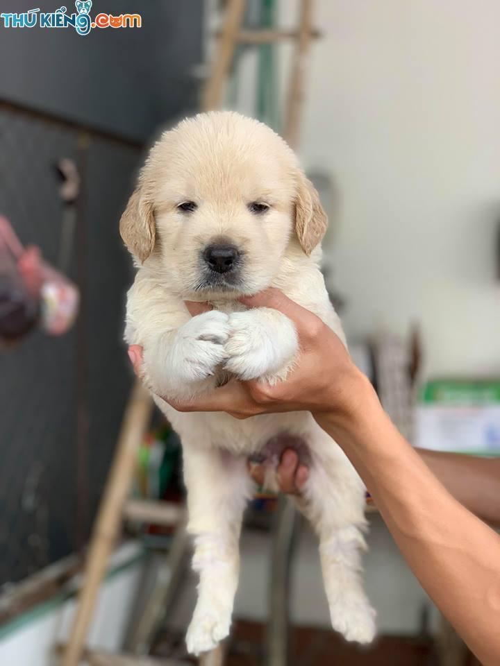 Top 4 Địa chỉ mua chó Golden tại Hà Nội