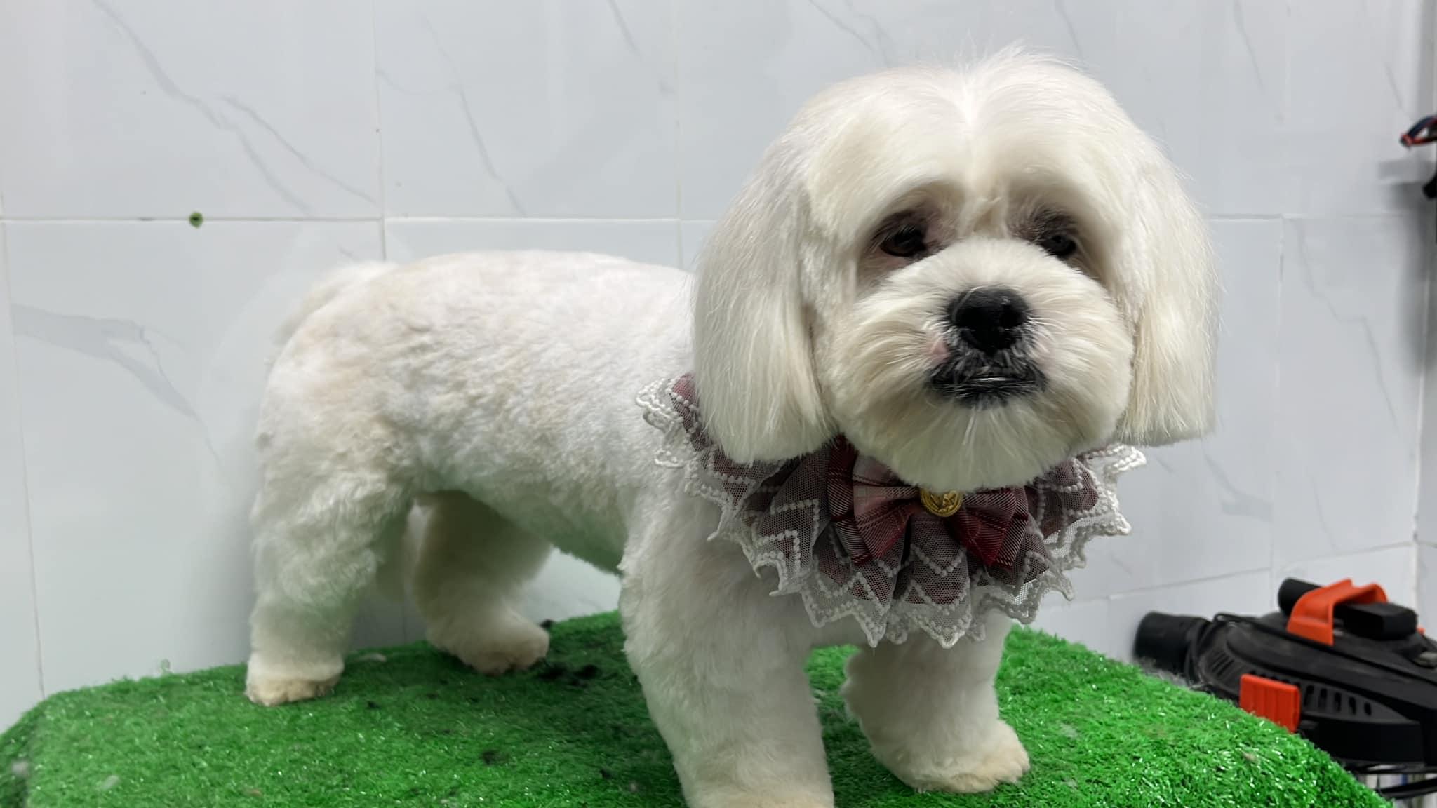 7 Địa Chỉ Phòng Khám Thú Y Chất Lượng Nhất Tại Biên Hòa, Đồng Nai