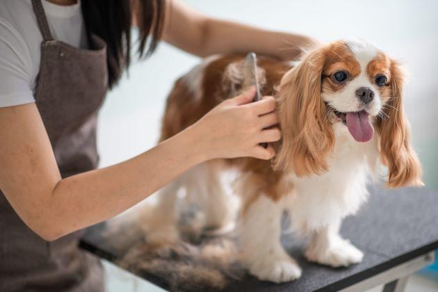 Top 5 spa thú cưng Bình Tân: Chất lượng chuẩn - Giá cả hợp lý