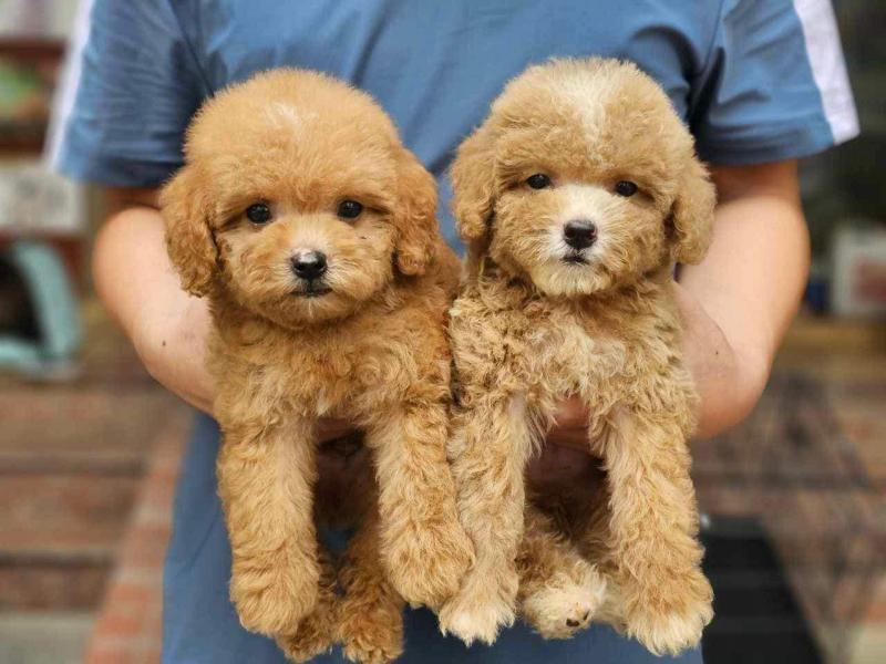 Top 5 Cửa hàng thú cưng uy tín nhất tại Thanh Hoá