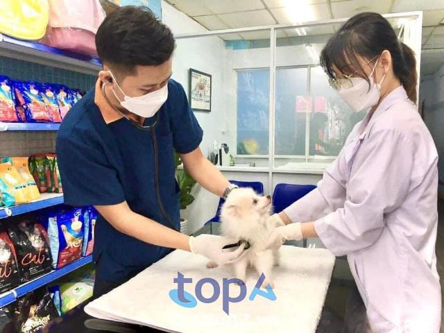 Khám phá 5 địa chỉ phòng khám thú y tại Thái Bình được đánh giá cao về uy tín và chất lượng