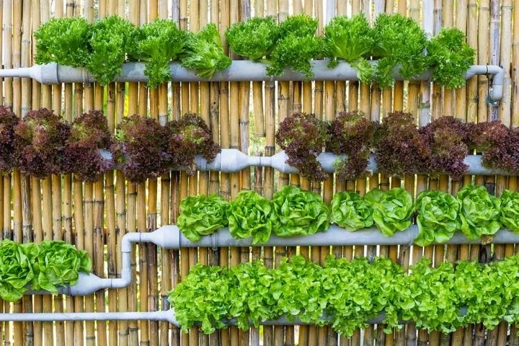 Gợi ý địa điểm mua đất trồng cây, đất trồng rau sạch an toàn tại TP.HCM
