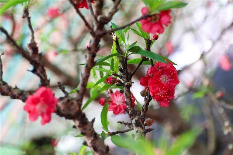 6 Giống Hoa Đào Đắt Giá Nhất Dịp Tết Nguyên Đán