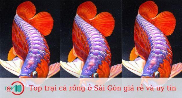Top 10 địa chỉ cung cấp cá rồng uy tín và giá tốt tại Sài Gòn