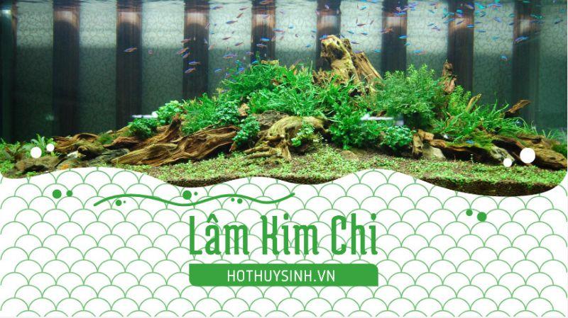 Khám Phá 10 Địa Chỉ Mua Bể Cá Cảnh Uy Tín, Giá Rẻ Nhất Tại TPHCM